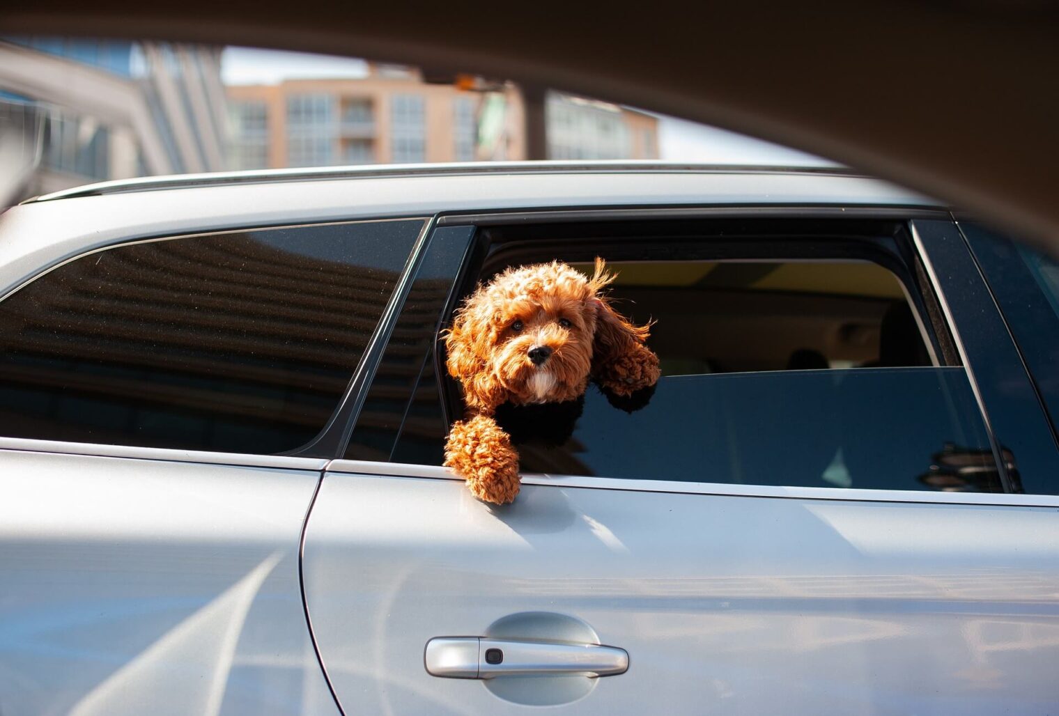 eco-friendly car rentals in 2024