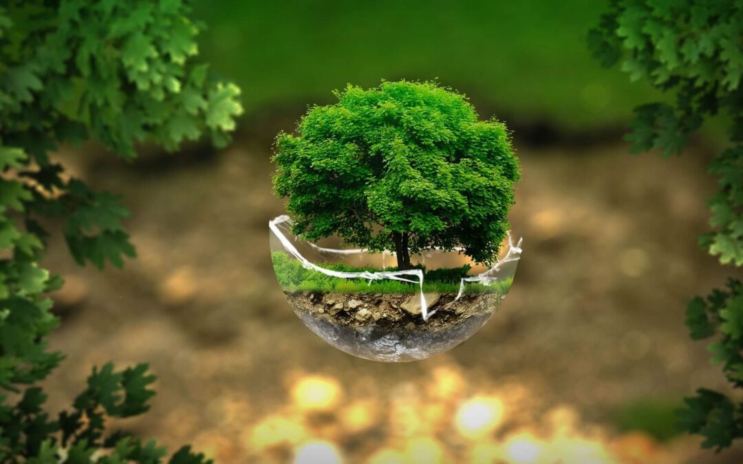eco-friendly car rentals
