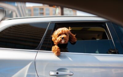 Traveling with Pets: What to Know Before Renting a Car
