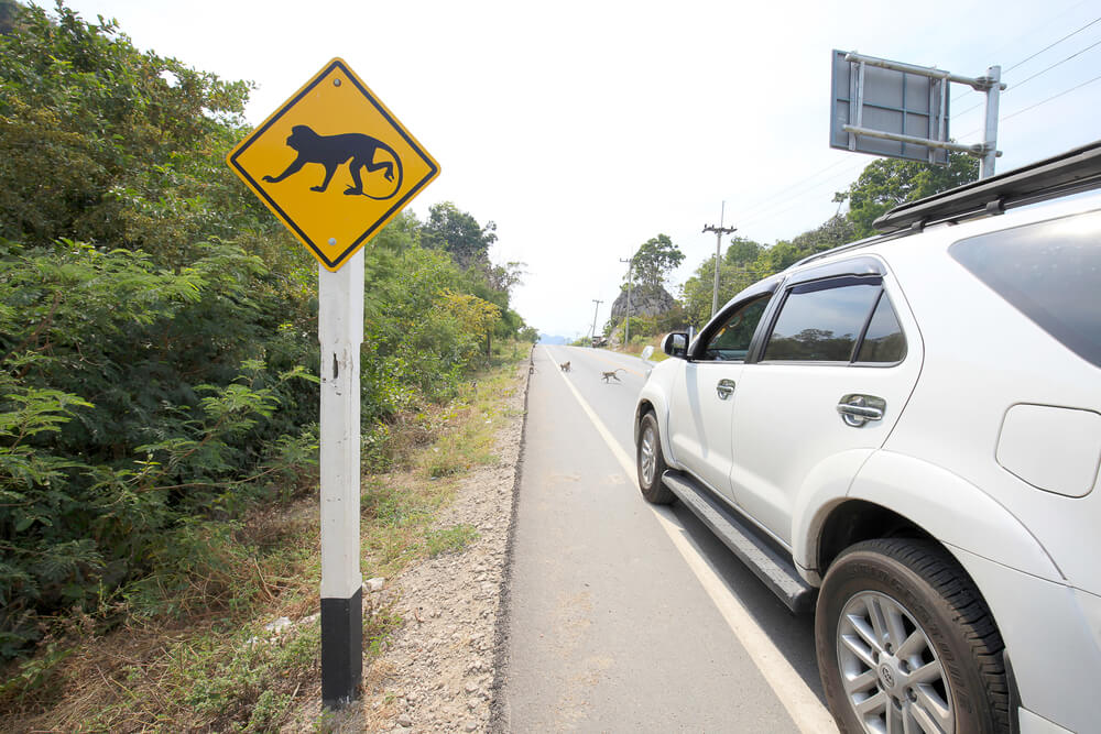 Thailand Driving Hazards To Watch For In 2025 – Rental Car Safety Tips